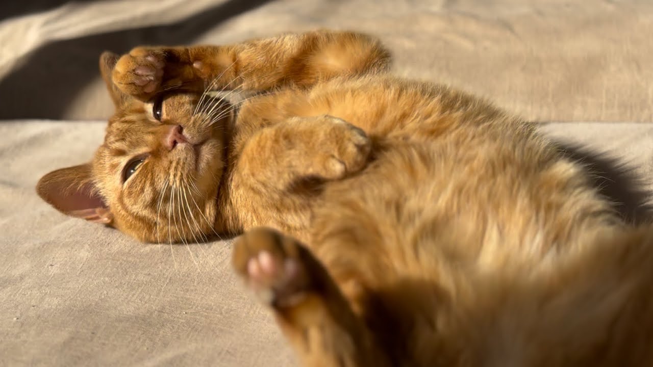 自分の名前が「月」だと気づき始めたるな　Luna Is Starting to Know Her Name