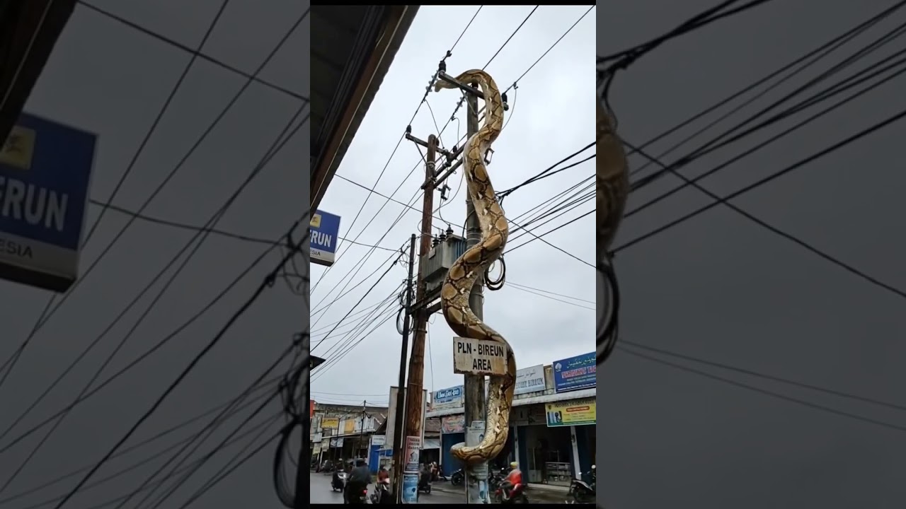 Detik-detik ular piton kesetrum 😱😱😱 #piton #cobra #ularbesar #ularkasur