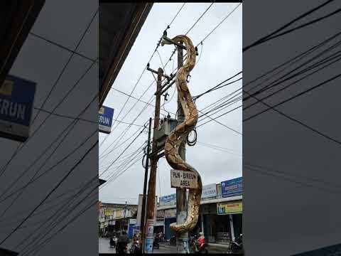 Detik-detik ular piton kesetrum 😱😱😱 #piton #cobra #ularbesar #ularkasur