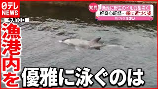 【イルカ】漁港に野生のイルカ相次ぐ  船に近づき一緒に泳ぐ姿も…