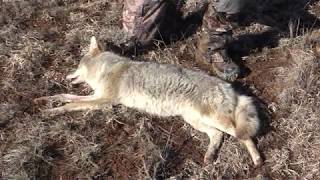 Long Shot Coyote | ELK EVERY WHERE!!! by OutDoors 406 1,235 views 4 years ago 8 minutes, 56 seconds