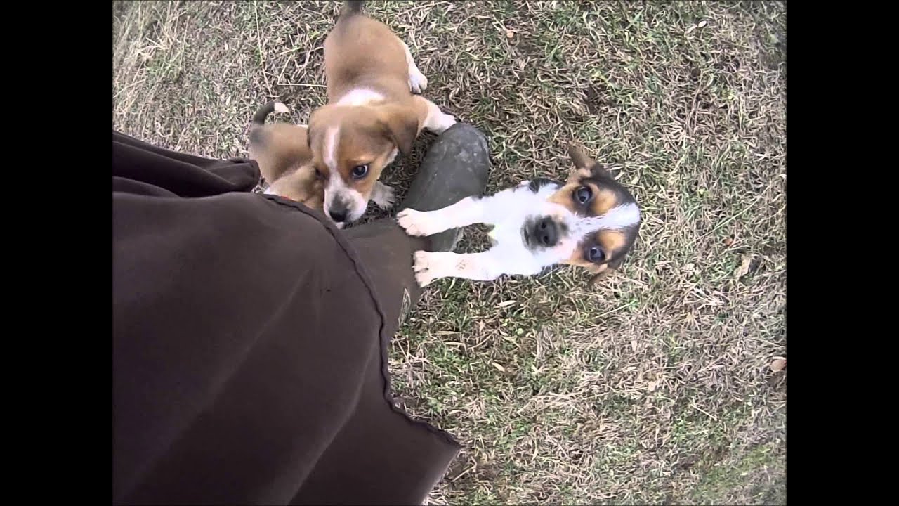Beagle puppies playing December 2014 YouTube
