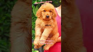 #goldenretriever #dog #pets #viberဖုန်း09782136489 #မွှေးမွှေးထောက်ကြန့်ရန်ကုန်