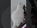 I caught her inner Ninja on camera today... 🐈⬛🔥(No AI, real recording)