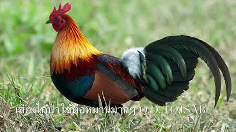 เสียงไก่ป่าใช้ต่อหมานมากๆ(suab qaib qus dib tuaj zoo100%)