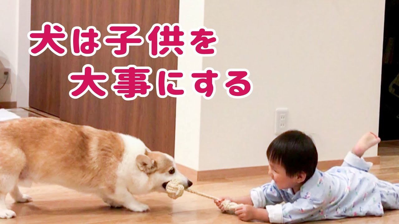 犬とこども 子供の成長に合わせて遊ぶコーギー Youtube