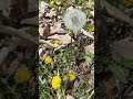 The difference between a true and false Dandelion