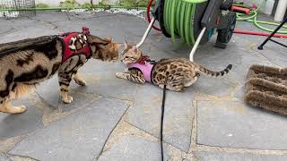Rusty first time outside on a leash - Ifness Bengal Cattery by Ilona Koeleman-Lubbers 36 views 3 years ago 2 minutes, 23 seconds