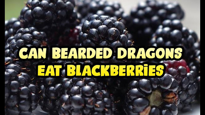 Can bearded dragons eat black berries