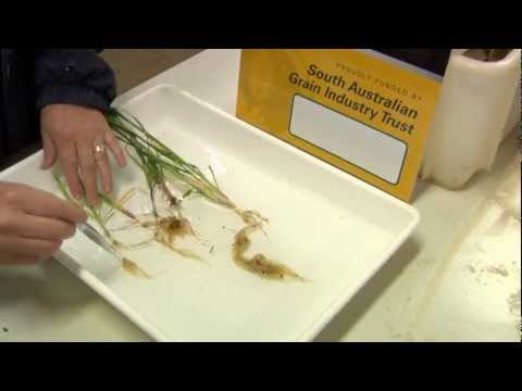 Video: Ano ang Barley Rhizoctonia Root Rot: Ano ang Nagdudulot ng Barley Rhizoctonia Bare Patch