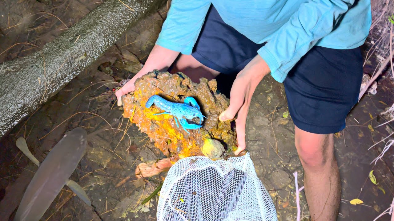 1 in MILLION BLUE LOBSTER FOUND AT NIGHT! Bass Manager The Best