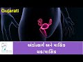 Ovulation  the menstrual cycle  gujarati