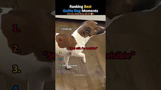 Ranking Best Guilty Dog Moments