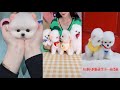 Tik Tok Chó Phốc Sóc Mini 😍 Funny and Cute Pomeranian 34