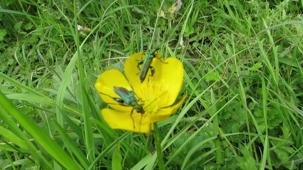 Swollen-thighed Beetle (Oedemera nobilis)