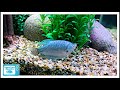 Gourami Care - The Good | The Bad and The Beautiful!
