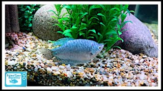 Gourami Care  The Good | The Bad and The Beautiful!