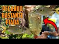 PEGANDO BASTANTE PIABA NA ARMADILHA DE GARRAFA PET !!