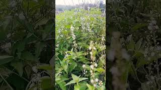ផ្កាធម្មជាតិស្អាតខ្លាំងណាស់ #music #coversong #duet #shorts