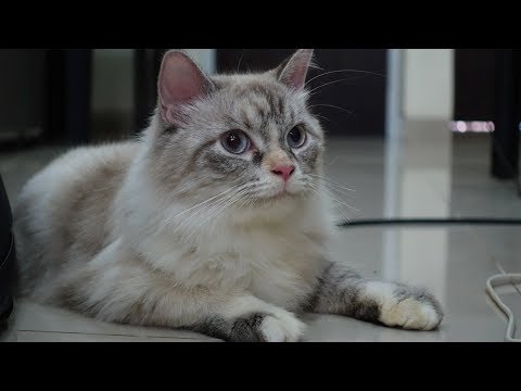 Video: Apa Yang Membuat Bulu Kucing Terasa Berminyak Atau Berminyak?