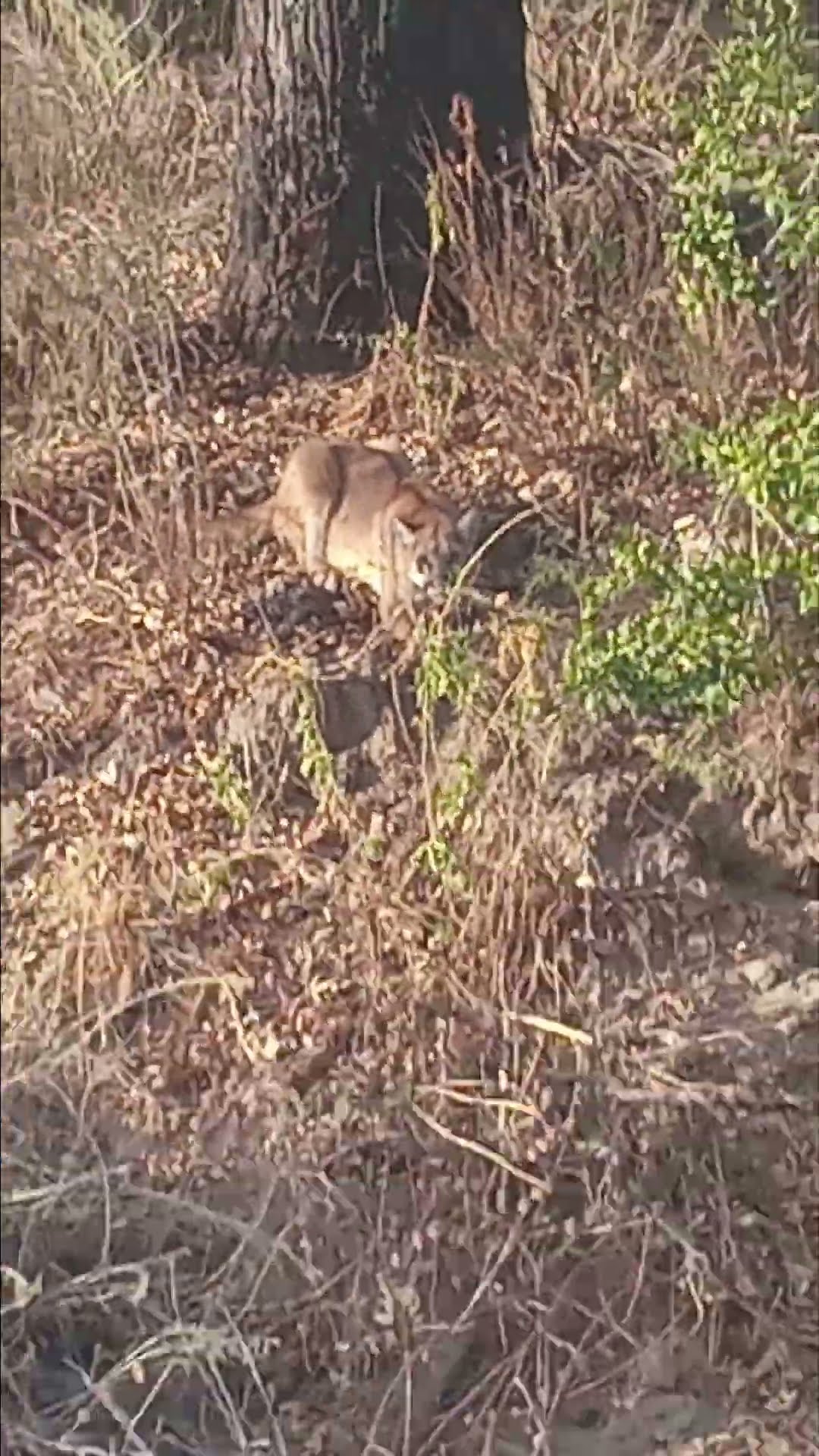 Man Yells At Mountain Lion To Go Home || ViralHog