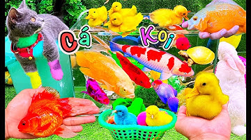 Bắt Cá Cảnh Dễ Thương Thú Vị, Mèo,Cua, Rùa, Con Cá, Cá Trê, Cá Koi, Con Chuột, Lươn, Cá Ranchu