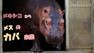 カバが仲間入り 旭山動物園のどうぶつたち~Animals in Asahiyama zoo