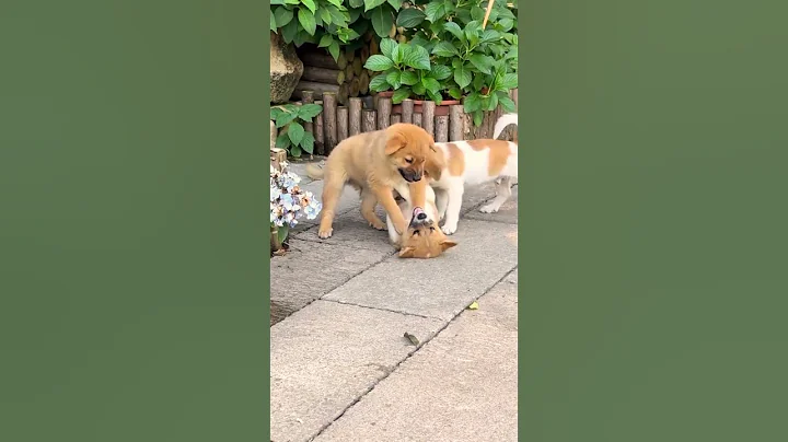 Video 11319341: persian cat kitten pet, kitten persian cat black, persian cat food kitten, persian cat baby pet, cat fight funny kitten, garden kitten cat, kittens funny cat dog