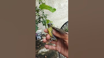 Burung kolibri kelapa gacor dirilis ke aviary #aviary #kicaumania #burungkicaudialamliar #burung