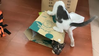 My kittens are playing with the soft box 📦❤️❤️❤️ screenshot 3