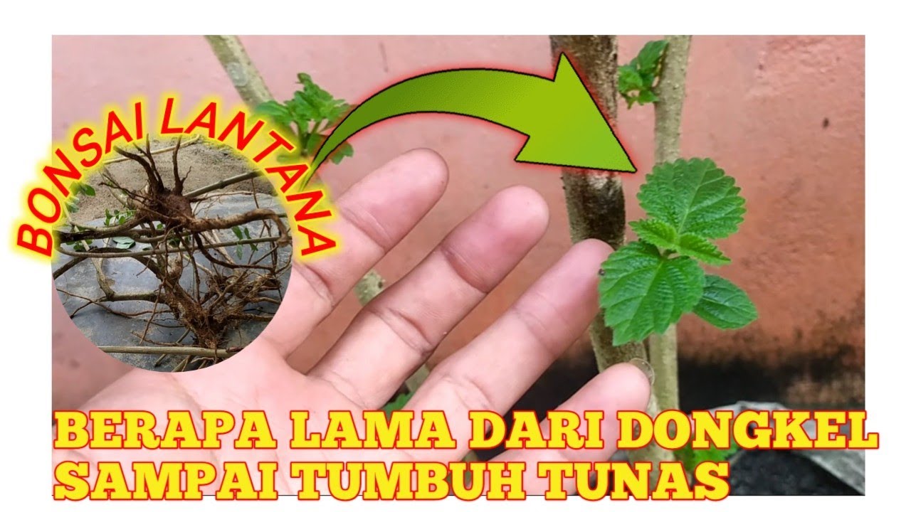 BERAPA LAMA BONSAI LANTANA TUMBUH TUNAS DARI MULAI TANAM YouTube