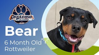 Bear | 6 Month Old Rottweiler |  Off Leash Obedience | E-Collar Training