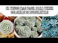 TRUCO SUPER FACIL para que tus suculentas crezcan rápido #succulent