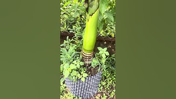 Cây Cau lùn 1 mét chuẩn giống | 0386569374 - Ngọc Ngân Bến Tre | Chuyên cây độc lạ