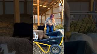 Famous #shorts #shortvideo #short #reels #viralreels #viral #farmlife #farming #farmlife #shortsfeed #yt Profile