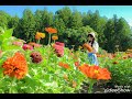 島倉千代子    おもいでの花