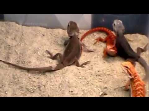 Reptile Super Show in Pomona Fairplex - YouTube