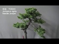 杜松 Needle Juniper.Bonsai master cut the roots and repot. (almost no edit)