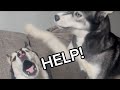 Get ANOTHER HUSKY they said!😬🤣