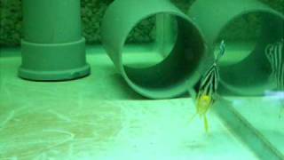 DSCF0753.AVI