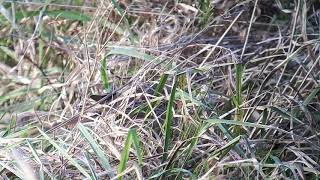 RICHARD'S PIPIT chelmondiston suffolk
