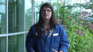 About Monarch Butterflies