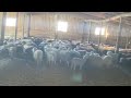 Овцы с ягнятами 350 голов на продажу  все вместе в круг цена 150р. кг. Живым весом
