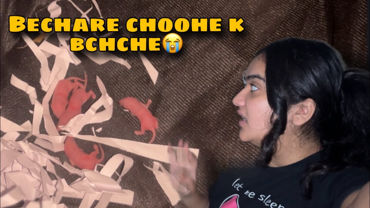 🐭 Choohe K Bchche Ko Kahan Rkhu M🥺🥺 - YouTube
