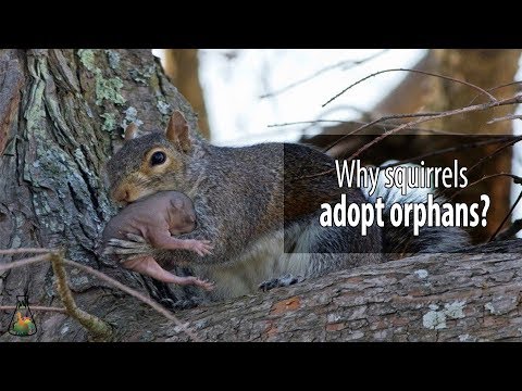 Video: Magkano ang kinakain ng baby squirrel?
