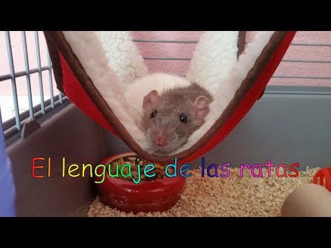 Video: Cómo Jugar Con Una Rata