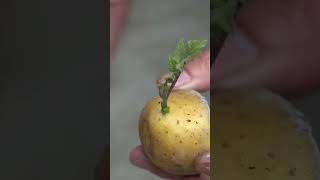 Нові методики вирощування картоплі чи Старі казки?