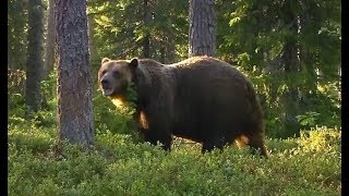 Охотник откусил медведю язык Охотник откусил медведю язык