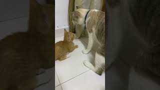 Funny Kitten Annoys Older Cat😻 | Funny Cat | Playful #catlife