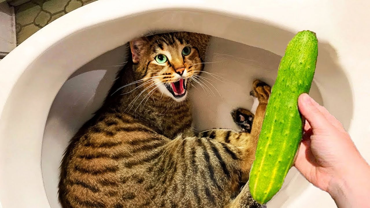 Funniest Cat & Dog Videos 😁 Best Funny Animal Videos of 2024 🥰 PART 1